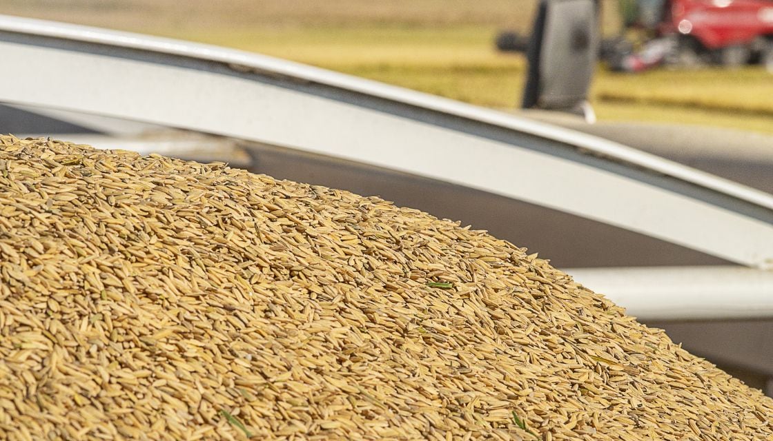 Harvested PVL06 near Bernie, MO.