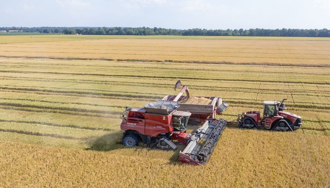 PVL06 being harvested near Bernie, MO.
