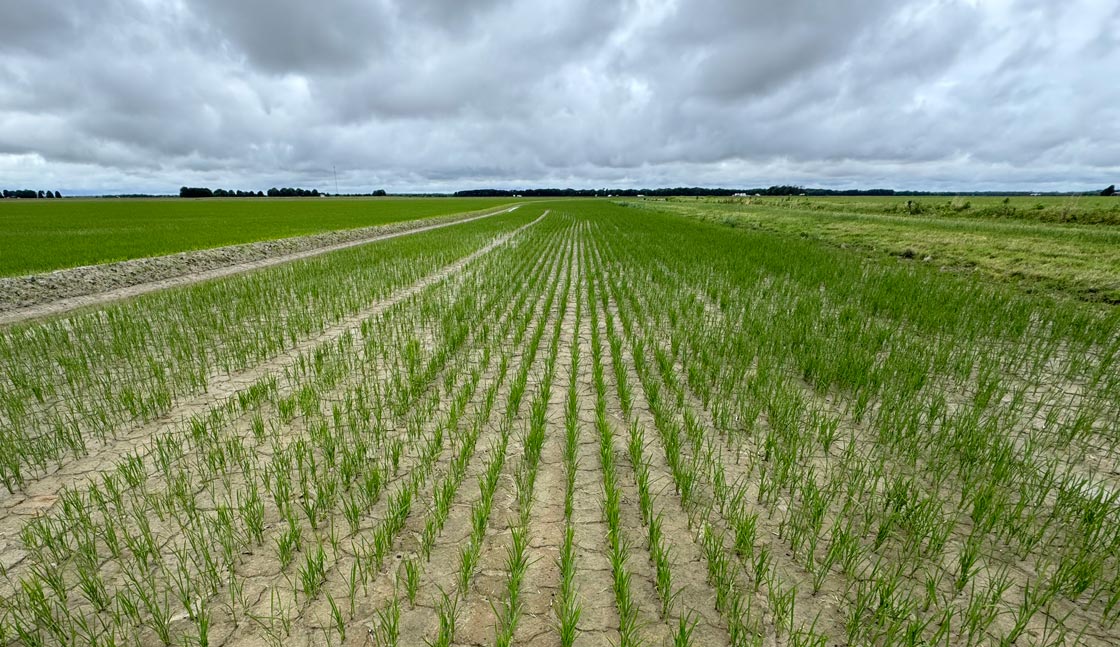 Early planted CLL18 in the North Delta is ready for fertilizer and flood.