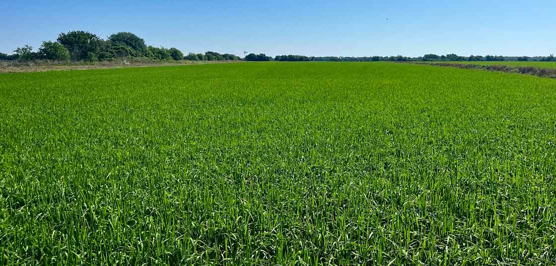 CLL19 is an early maturing variety that has good first and second crop potential in Texas and South Louisiana.