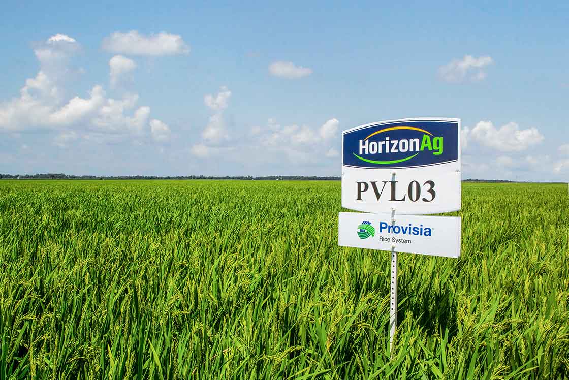 PVL03, one of the leading varieties planted in Louisiana, can be compared with new PVL05 and PVL06 in side-by-side strips at the field day location in Kaplan.