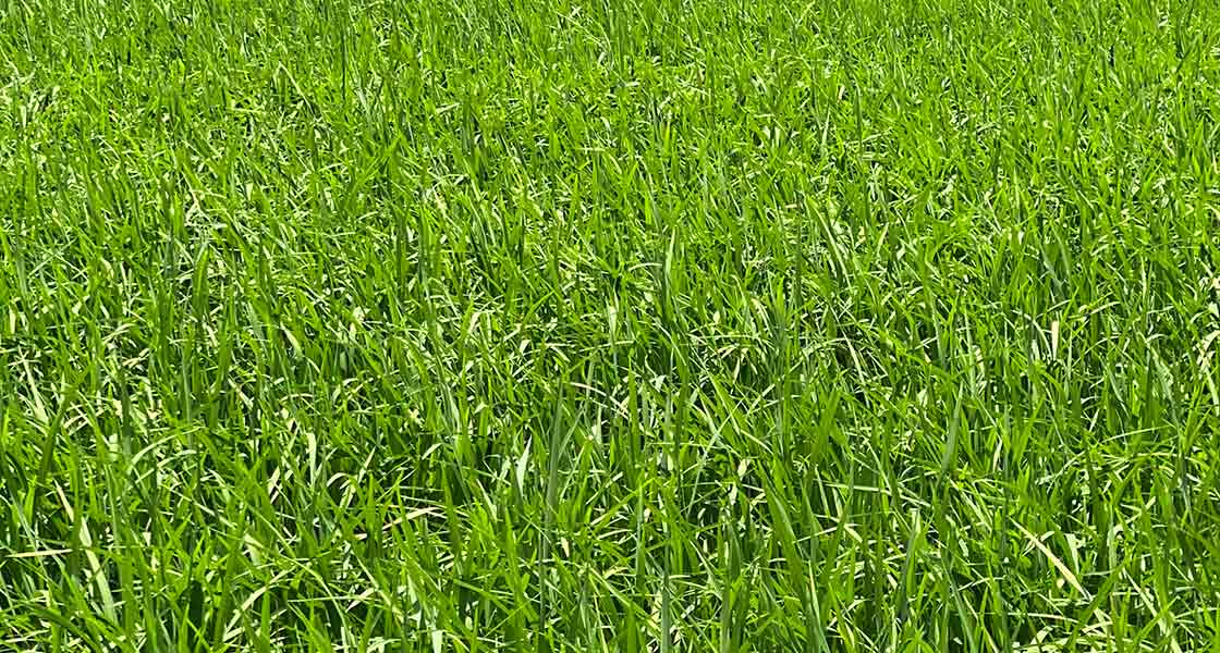 The PVL03 in this field is making good progress in Louisiana