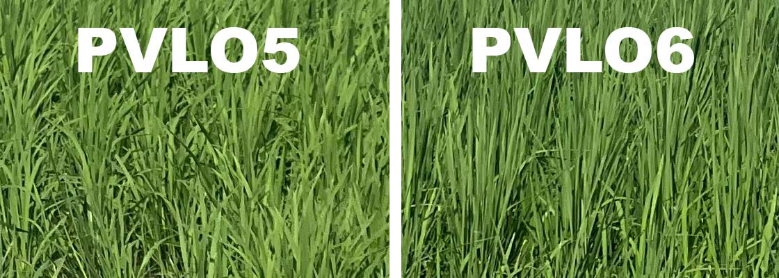 PVL05 and PVL06 are two new Provisia varieties in seed production this season, ahead of a limited launch in 2026.