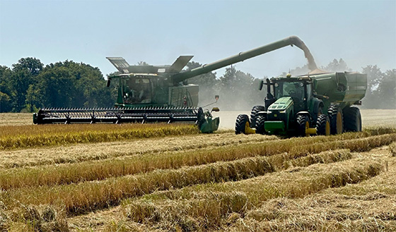 CLL18 being cut on Canon Farms in Tunica County, MS.