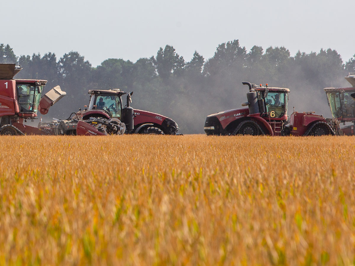 PVL06 being harvested near Bernie, MO.