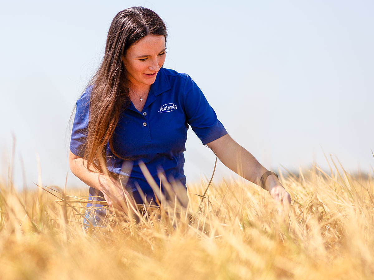 Robyn looking at PVL06 before its harvested.